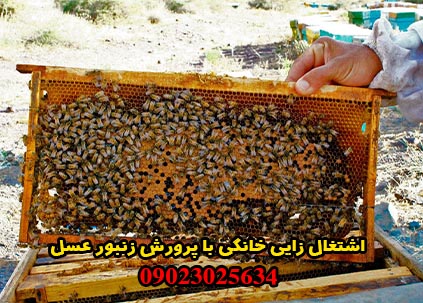 اشتغال زایی خانگی با پرورش زنبور عسل