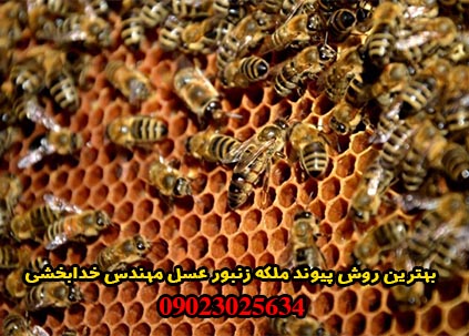 بهترین روش پیوند ملکه زنبور عسل مهندس خدابخشی