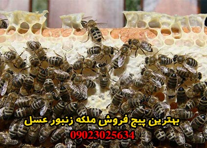 بهترین پیج فروش ملکه زنبور عسل