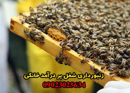 زنبورداری شغل پر درآمد خانگی
