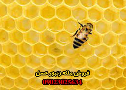 فروش ملکه زنبور عسل