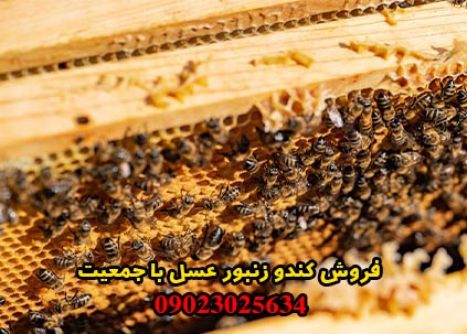 فروش کندو زنبور عسل با جمعیت 