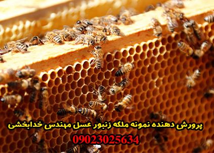 پرورش دهنده نمونه ملکه زنبور عسل مهندس خدابخشی